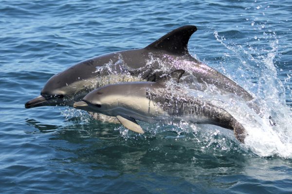 Common-Dolphin©Wildwatch-1125x750